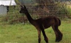 We have a number of registered and unregistered alpaca's for sale.  In a variety of colors and each with their own unique personality.  We're offering great prices for our animals because our herd is getting larger than we wanted.  A variety of great