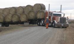 Have 100 bales of mixed hay & 150 bales of 2nd cut alfalfa hay. Round bales that were baled dry with no rain. Will load and can deliver up to 34 bales at a time. Call for delivery price. Can not unload. Near 22x & 24 hwy east of calgary. Thanks. No