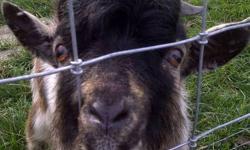 FRANK THE PYGMY GOAT is 8 months old, intact male with horns for sale.
 
He is a very sweet boy and is used to people, other goats, chickens, ducks, dogs and horses.
 
Frank is looking for a female!!! Frank is a handsome boy and would make beautiful kids,