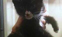 HEALTHY KITTENS NEED LOVING HOMES. I HAVE 3 BEAUTIFUL HEALTHY KITTENS. THEY HAVE NO FLEAS, NO EAR MITES, AND ARE LITTER TRAINED. THE OTHER ANIMALS IN OUR HOME GET TREATED WITH ADVANTAGE REGULARLY. THEY ARE THE MOST AFFECTION AND LOVING KITTENS. MY 3 AND 4