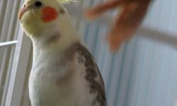 Age/sex/type: 2 year old male pied cockatiel
Health: Perfect health. He has a vet (vet info I will give when you buy him). He has been tested and cleared for psittacosis. He is fully feathered. Vet-checked healthy which means you do not need to quarantine