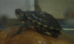 I HAVE A HEALTHY TURTLE FOR SALE WITH FOOD,FILTER, HEATER, DECORATION & TANK....IT HAS THE ABILITY TO GROW BIG !!,, I AM ASKING $120 FOR EVERYTHING... IT WAS OUR BELOVED PET FOR A YEAR,,, BUT SINCE WE ARE GOING FOR A LONG VACATION TO BACK HOME,,,THERE IS