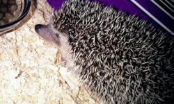 im selling my hedgehog, only because i dont really have time to take care of it as much as id like to. hes in good health:) his name is oscar and hes about a year and a half year old, hes shy but once he gets used to you he will be friendly, he loves