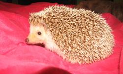 I have a pet hedgehog I am selling. She does not come with any supplies. Please call 905-325-0747