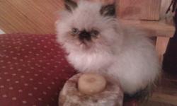 Pure breed Himalayan Kitten, 9 weeks old. Seal point, Female. Has had first vaccination, trained to litter box. Playful, friendly, loves being around people and cuddling. Selling as a pet.