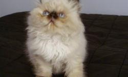 Pure Breed Himalayan Kitten, Female, Seal Point. Has had first vaccination, de-wormed, trained to litter box.
Very playful, friendly, loves being around people and cuddling.