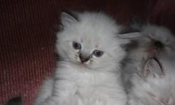 Himalayan Kittens for Sale.....$ 295.00
Don't Miss Out!
Only 1 Sweet Little Boy Left
Beautiful Himalayan Kittens for Sale. Looking for their special forever homes just in time for Christmas. Home Raised  Mom and Dad on site. Will hold till Christmas,