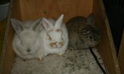 Three holland lop baby bunnies looking for homes of their own. Holland lops are the smallest of the lop breeds. I expect these kits to mature at 3.5 lbs.
one male, two female.
First picture: all three
Second picture: frosted pearl girl (I think). $35