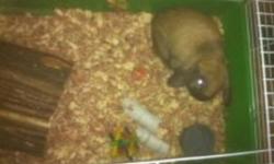 I have a male holland lop rabbit for sale.  His name is Chance and he is one year old next month.  Excellent bunny for kids he just has too go as we have bought a new puppy for our boy as he is allergic too the rabbit.  I am selling rabbit with the large