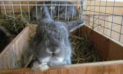 Purebred Holland Lop Rabbits
We have one male grey rabbit  for sale.  Purebred papers available upon request.  They are ready now for pickup.  Please call or email to make an appointment to pick one out.  Call after school or weekends.  613-924-2999.
