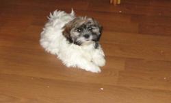 1st & 2nd SHOTS + ALL DE-WORMINGS DONE
 
ADORABLE SHIPOO PUP
SHIH-TZU (SHIHTZU) POODLE CROSS
Money Back Guarantee
 
Call 416-948-3371
OK TO CALL UNTIL 11pm
Phone Calls Preferred 
 
BORN August 29th, 2011
Toy Size ABOUT 12 to 14 lbs Full Grown
ONLY 1