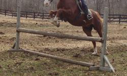 Skinny Red is a gorgeous 12 year old saddlebred/quarter horse gelding. He stands aprox 16h high. He does Walk/Trot/Canter, jumps 2"9 to 3"9 fences with flying lead changes. He loves trail rides and will do anything for a treat. He also love attention and
