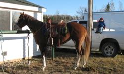 Horses for Sale - Reg Paints, QH, Percheron/QH cross.  Prices range from $1750 to $5000.   Professionally trained. Quiet dispositions.  Very loving. 
Paints - SHILO, SHEP, REBEL
Quarterhorse - CAYLA
Percheron/QH - CADEY
Excellent breeding.    Email for