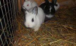 We have 5 Hotot Bunnies for sale, we are asking $15 each. They would be a wonderful addition to your family, Or it would be a great present for your children as well , they will also learn a lot of responsibility. or if you just want a bunny for yourself