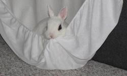 Approx. 3 years old, adorable Hotot (pure white with black eyes) rabbit "Harley" comes with litter box, house, toys, harness, food, hay and 3 foot by 2 foot dog kennel/cage.
He's always been kept inside, loves people and being petted but not picked up and