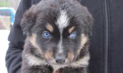beautiful husky mix some with blue eyes 6 black with white 3 cinnamon
ready to go next week  dec 26 on