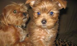 Looking for my new home today. Sweet little Yorky Shiz, I'm female, she is a golden blonde/ browm, tans, some black, about 3 lbs., mostly differents blonde/browns colourings, please very importent, that this little pups get good, loving homes. 550.00,