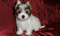 ONE LEFT, FREE DELIVERY,  READY NOW!
 
Meet Japonica. She is an IBC Registered Biewer ( tri-coloured) Yorkshire Terrier who is full of life, spunky and affectionate. Japonica is a very sweet little girl who loves to cuddle but put her down and she'll