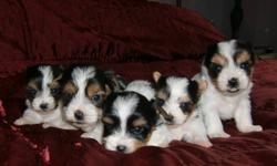 Hi,
I currently have a litter of rare Biewer (tri-coloured) Yorkshire Terriers available. There are 4 girls left 2 who will be under 5 lbs. and 2 who will weigh between 6 and 7 lbs. They will be ready to join their new families the second week of January.