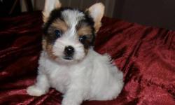Hi,
I currently have 2 female Biewer (tri-coloured)Yorkshire Terrier puppies. They have beey n vet checked and are perfectly healthy so they are READY TO GO . FREE DELIVERY to anywhere in Southern Ontario.
 
The girls are IBC registered, microchipped, up