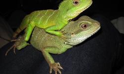 2 - 1/2 year old female Iguana with tank and accessories. Two water dragons also available. Females, one is 3 years old and one is 2 years old. Tank and accessories also available for the water dragons.
Must have experience with reptiles. The only reason