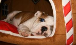 We have 4 stunning English Bulldog puppies! 2 girls and 2 boys. Ready to go to their new home. They have incredible brindle and white and red and white coloring. These puppies are beautiful! Lots of wrinkles, heavy bone, compact bodies, stocky, short,