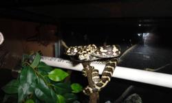 I am selling my young female irian jaya x jungle carpet python bred by J&J Reptiles. She eats newborn to small rats once a week. She comes with her 2x1x2 (LWH) arboreal enclosure. Comes fitted with pvc pipes for climbing, heat light, shavings,large corner