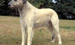 Irish Wolfhound Puppies available first week of February.  Male is CKC reg'd grey.  Female is AKC reg'd wheaton.  Both parents available for viewing.  Wonderful family dogs - great with children.  Puppies are home raised and well socialized.  Dewclaws