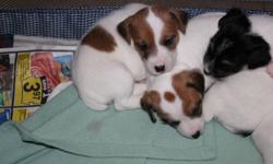 Cute Jack Russell pups will be avail. Parents are Rough coat.175.00 Will be dewormed
