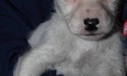 cute rough coat Jack Russell pups. Will be dewormed. 175.00 1 small female and 2 males avail