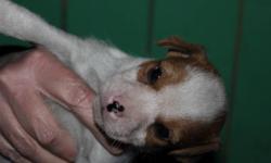 Cute Jack Russell pups aval soon.Will be dewormed. 200.00.Might be able to meet
