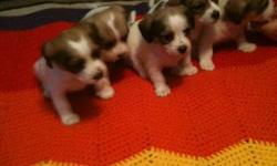 4 beautiful Jack/Shih Tzu's puppies for sale, 2 girls and 2 boys
Vet checked, first shots and deworming.
Mom is a Jack, Dad is a Shih Tzu, parents are on site
Our babies will be ready Dec. 16.
We are asking for a $50.00 deposit, If interested please email