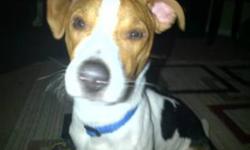 Bandit is a playful Jack Russell who is almost 7 months old. He is super friendly and has been raised around small children so he is very playful. He is house trained and a good listener. We are sad to give him away but unfortunatly the house we are