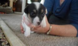 Hi I am selling jack russel puppies they have there dew claws removed and there first shots, tails docked also they are dewromed the puppies will be ready to go in about 3 to 4 more weeks, there are 3 boys and i girl if you would like more info please