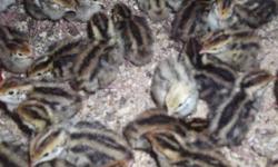 Japanese Quail For Sale.
5 day olds: $2.00 ea. unsexed - Buy 10 get 1 Free
2 week olds: $3.00 ea. - Buy 10 get 1 Free
7 or 8 week olds: $5.00 ea. - Buy 10 get 1 Free
5 day olds would require a heat lamp. 2 week olds still sensitive to cold but would not