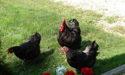 Beautiful gentle jersey giant rooster, 6 hens and 2 chicks.  Also available 7 one month old chicks $35.00.