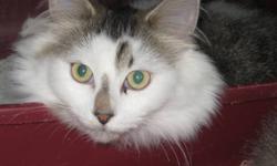 Hello my name is Joy I am a very cute and cuddly girl. I will come off shy ,but soon will roll over for belly rubs . I am spayed with shots and will come with my vet papers . If you are interested in me I will be at the Oxbury Mall at Oxford & Highbury