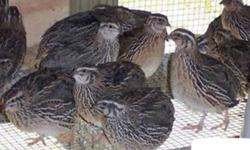 Jumbo Coturnix Quails 
Adults male & females 
 
$4.00 each - for less than 12 qty.
 
Price for larger quanity amount
$2.75 each - 12 - 25 qty.
$2.50 each - 26 - 100 qty.
 
Hatching eggs $3.00 per dozen ( minimum 10 dozens )
 
They are great for eating,