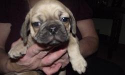 We have 3 (1 female and 2 males) adorable pug/puggle puppies waithing to warm your hearts this holiday season. They make the perfect Christmas gift for the entire family. Father is Pug and Mother is Puggle. (pug and beagle) both are onsite and current