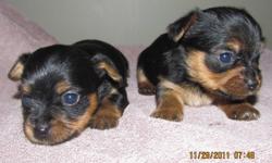 Just in Time for the Holidays!!
 
Yorkies are a small hypo allergenic breed
that make very loyal companions . 
They are well suited to the apartment and condo
 lifestyle as well as a home with a yard.
 These little 3 girls and 1 boy will be approximately