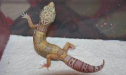 i have a female bell albino juvie for sale, she is about 6 months old. she is a great eater, feeding on superworms and mealworms. she is very healthy and happy, i am just selling off my collection as i dont have any time for them any more.