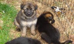 King Shepherd Puppies for Sale
 Dragonfyre Kennels is proud to announce the arrival of the grandpuppies of International CH, Argus Von Rommel. Whelped October 9,Avail to new homes mid December. These the are the real King Shepherds. Large boned,lovable