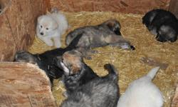 ckc reg litter  , theses puppies are now 6 weeks old and  will soon be ready for there new homes , there are some males and one female left..   black  & reds , full white and sable  , for more info on these great puppies please call or e-mail ...