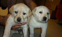 yellow lab puppies for sale. Two males, one female ready to go now, each with first shots and deworming.For veiwing or further questions, please contact me by phone (613-919-2059) mother and father on site as well.    thank you.