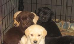 We have a litter of 7 lab puppies
 
4 yellow males
1 black male
1 black female
1 chocolate male
they are 6 weeks old today and are ready to go in 2 weeks
they will have their frist shots and will be dewormed
 
call us at home
519-884-1883