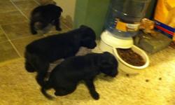 5 lab puppies for sale   4 black one blonde  3 females two males