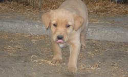2 male and 2 female yellow lab puppies left...they come with vet check, first shots and deworming...mother is a yellow lab x and father is golden retriever...both parents are excellent family dogs...puppies are healthy and happy and ready to go nov 17th