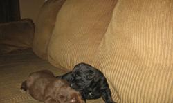 Lab X puppies for Sale - Born on Christmas Day!!! Born in my living room and raised as family members, I think you will love them! The attached photos were taken Jan 17, please email me with any questions and I'll be prompt to answer you. I have girls &