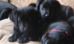 Looking for the perfect addition to your family?  We have the perfect addition for you, I have 3 female black labs ($375) 2 black males ($375) and 1 female ($400).  They are vet checked , dewormed and first shots. they are home raised with kids,cats, a
