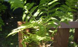 Pacific Northwest Lady Ferns well established and ready for shady spots in a landscape. Very hardy and grows bushy if moist and shaded. Seven pots available*
Please remember to type in the correct email address as I can not reply if it is the wrong